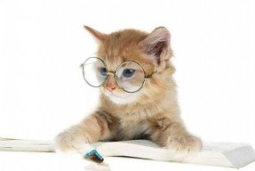 娱乐吃瓜君猫咪,揭秘娱乐圈的萌宠生活