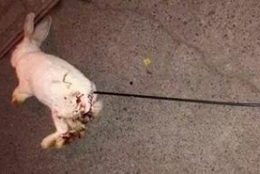 杀兔子视频,杀兔子视频引发社会热议