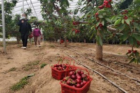 樱桃视频,带你领略短视频的魅力与精彩